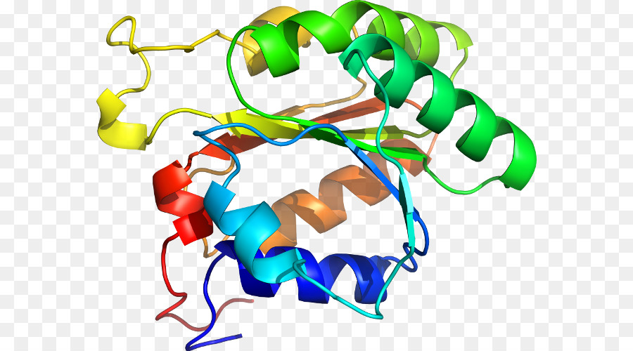 Struktur Protein，Molekul PNG