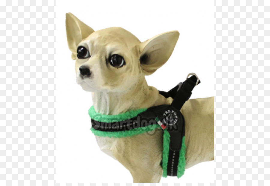 Chihuahua，Yorkshire Terrier PNG