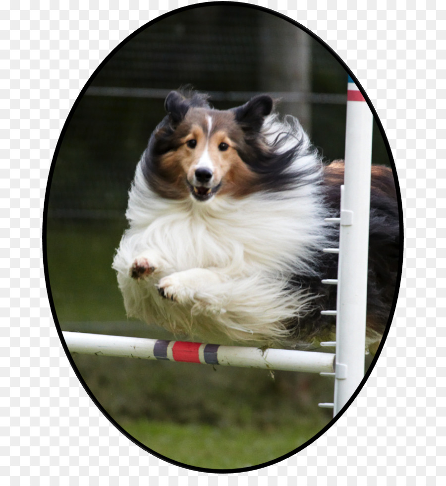 Collie Kasar，Border Collie PNG