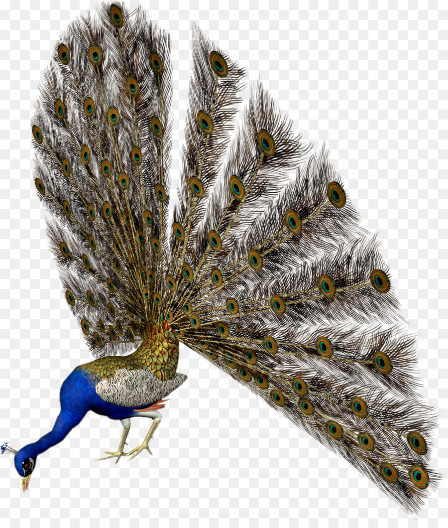 Burung，Pavo PNG