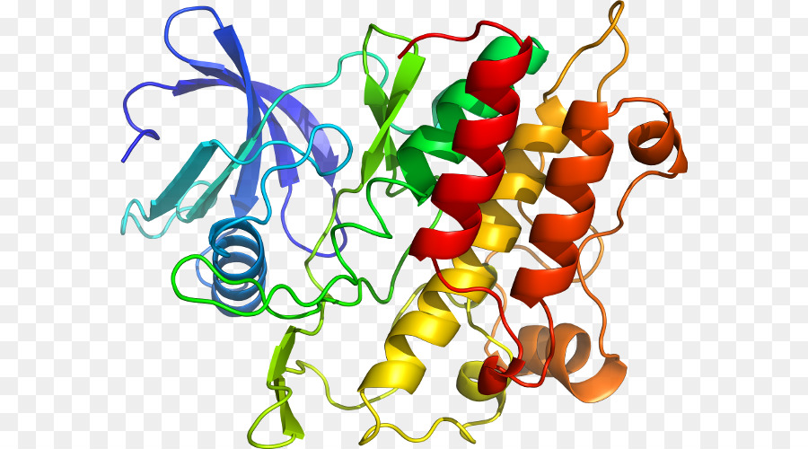 Protein，Molekul PNG