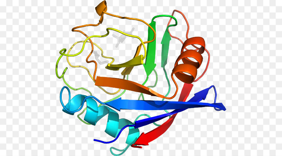 Struktur Protein，Molekul PNG