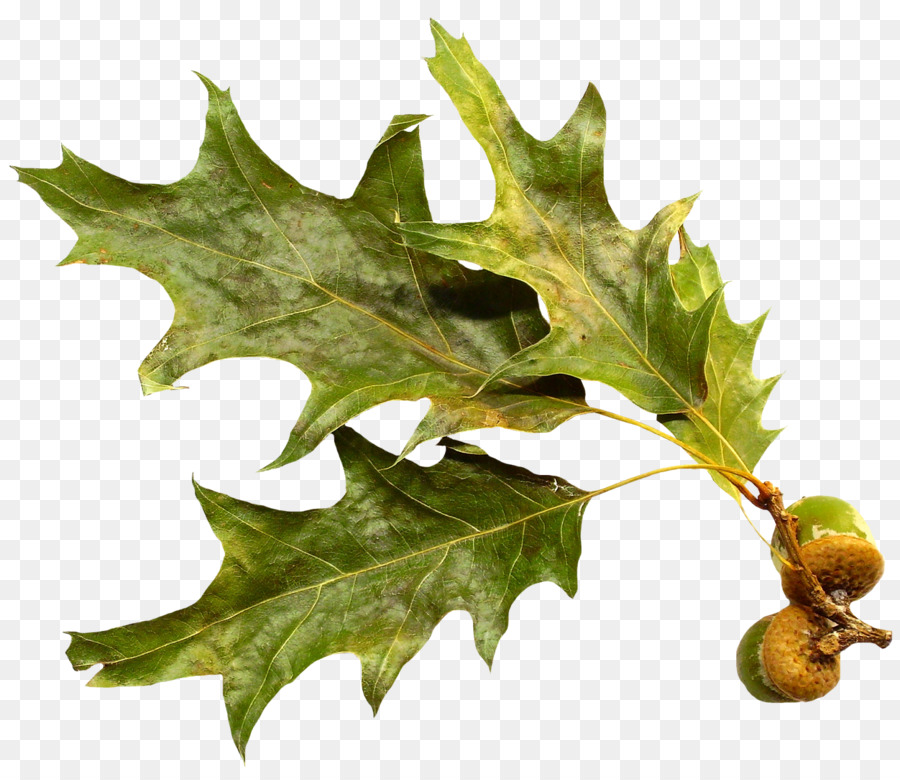 Daun，Oak PNG