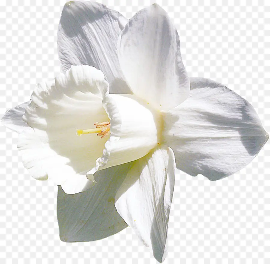 Daffodil，Putih PNG