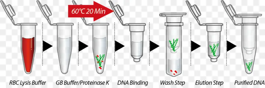 Ekstraksi Dna，Laboratorium PNG