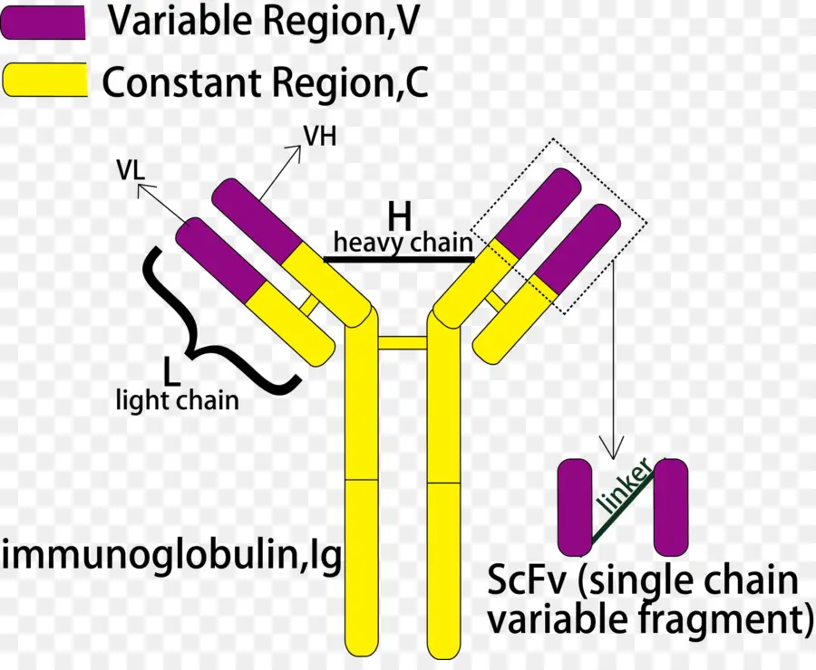 Singlechain Variabel Fragmen，Antibodi PNG