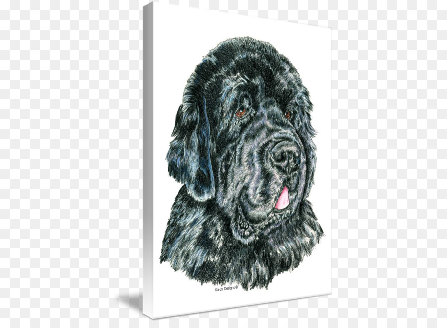 Flatcoated Retriever，Anjing Newfoundland PNG