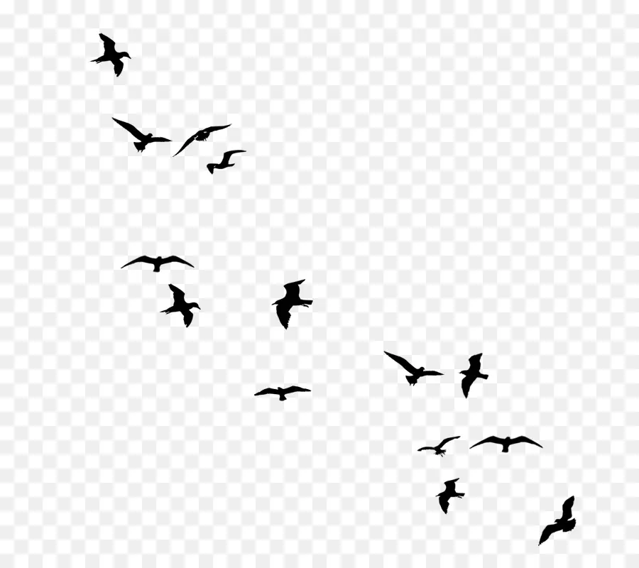 Burung，Gambar Burung PNG