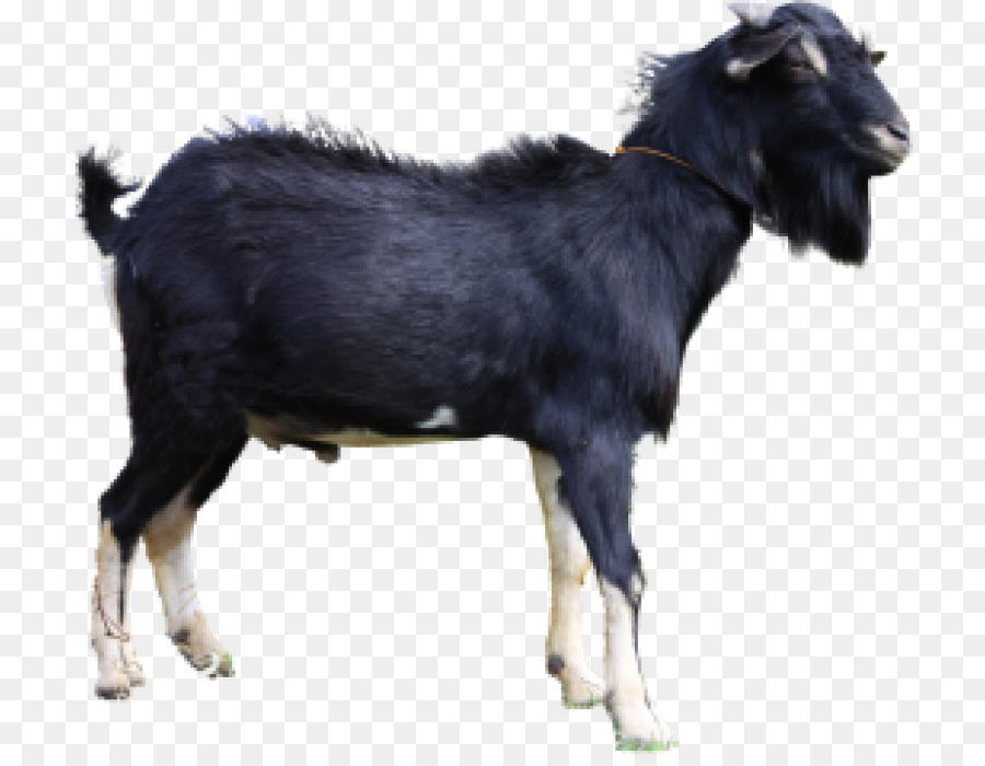 Jamnapari, Kambing Boer, Ahuntz gambar png