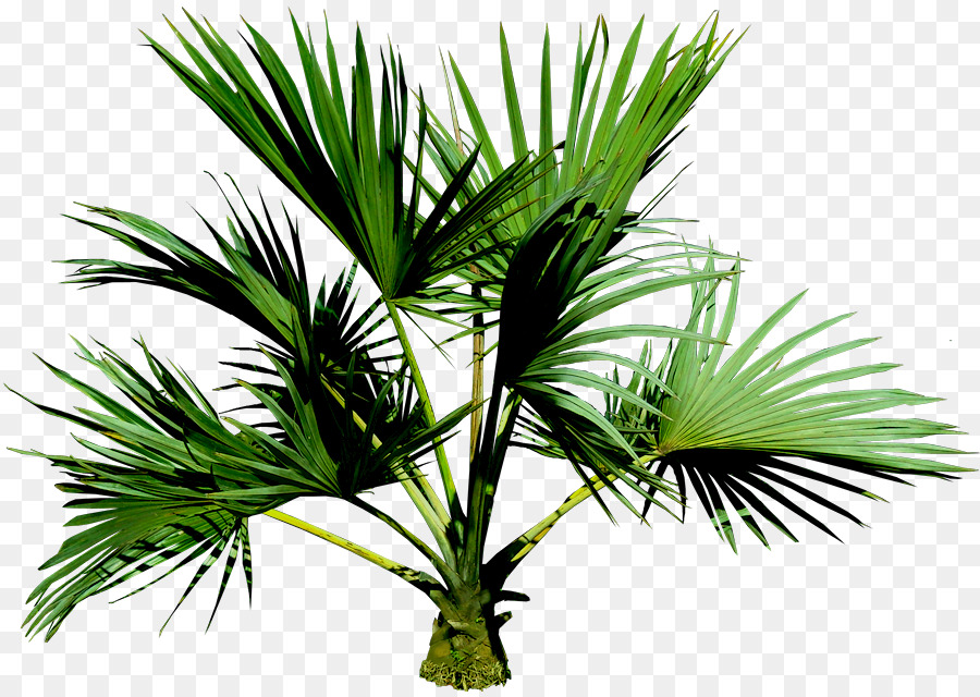 Arecaceae，Jenis Yang Tumbuh Asiatica PNG