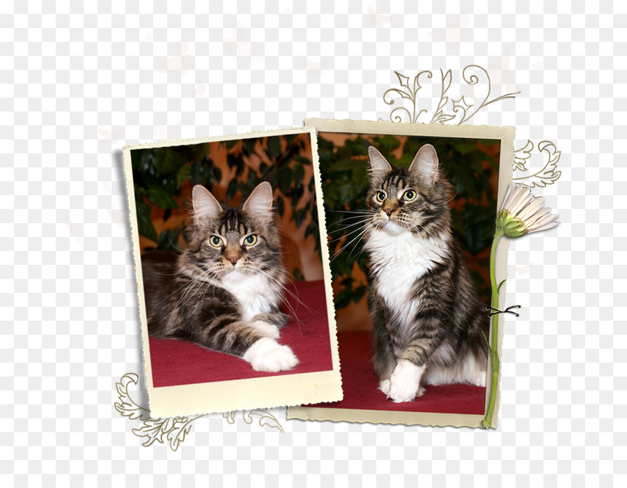 Kucing，Maine Coon PNG