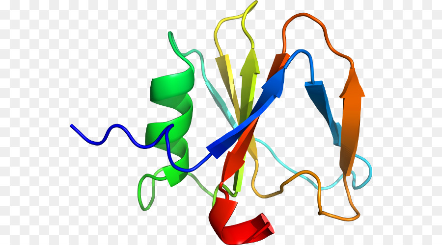 Struktur Protein，Molekul PNG