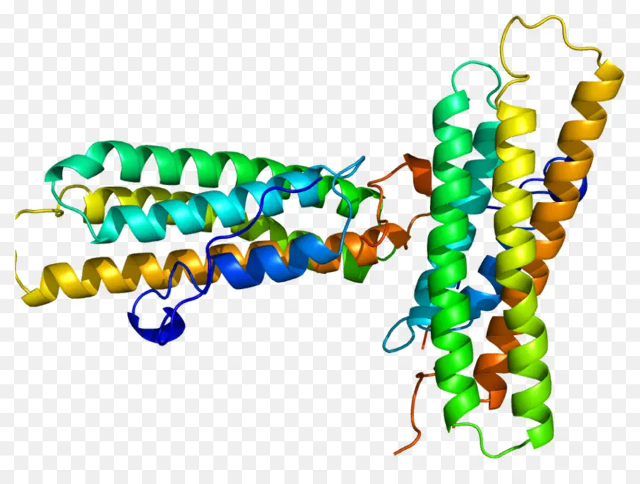 Struktur Protein Berwarna Warni，Biologi PNG