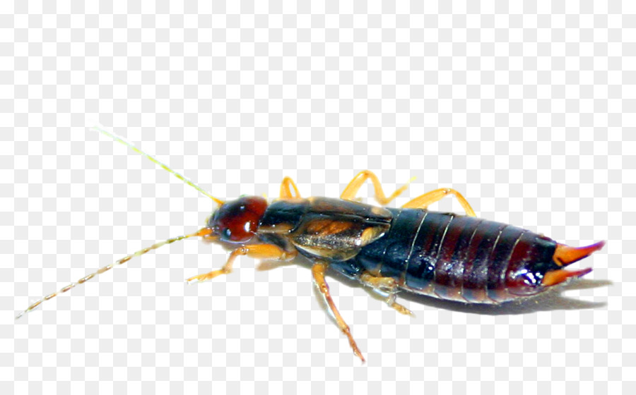 Earwig，Serangga PNG