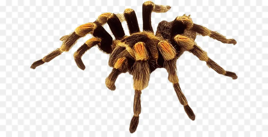 Tarantula，Laba Laba PNG