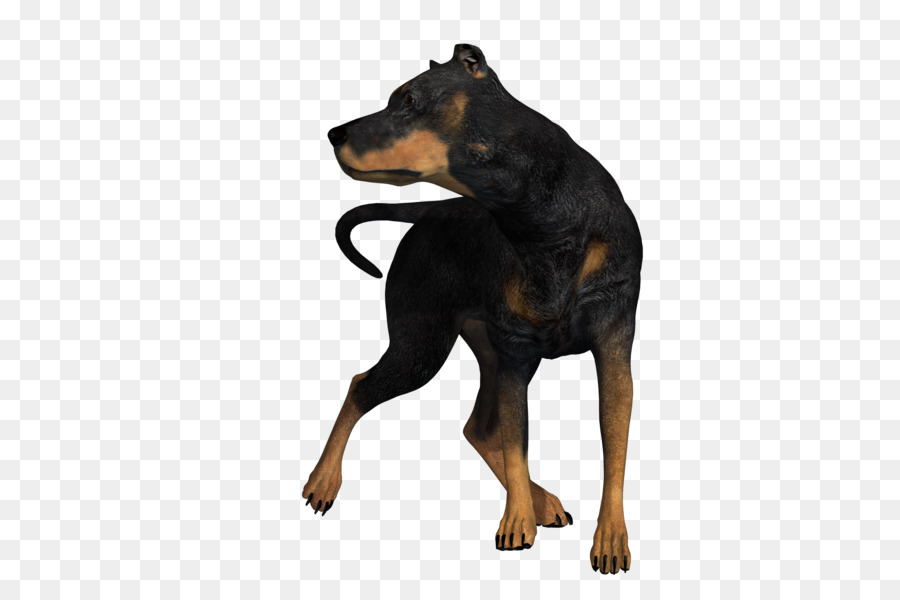 Doberman Coklat，Peliharaan PNG