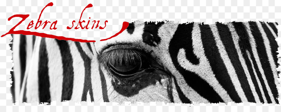 Zebra，Hitam Dan Putih PNG