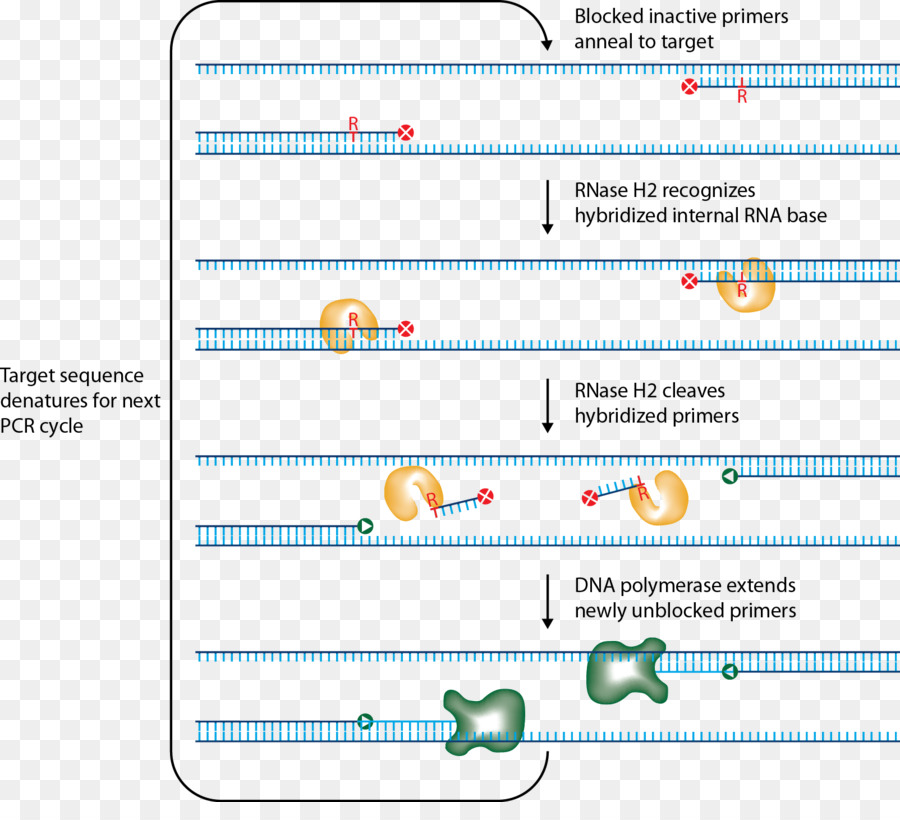 Diagram Urutan Dna，Primer PNG