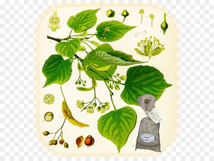 Köhler Tanaman Obat，Tilia Cordata PNG