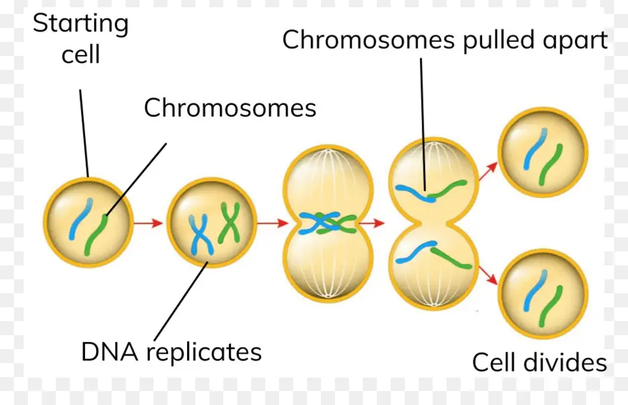 Pembelahan Sel，Mitosis PNG