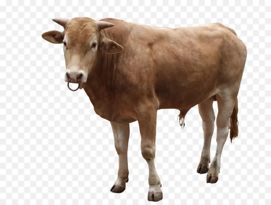 Banteng，Ternak PNG