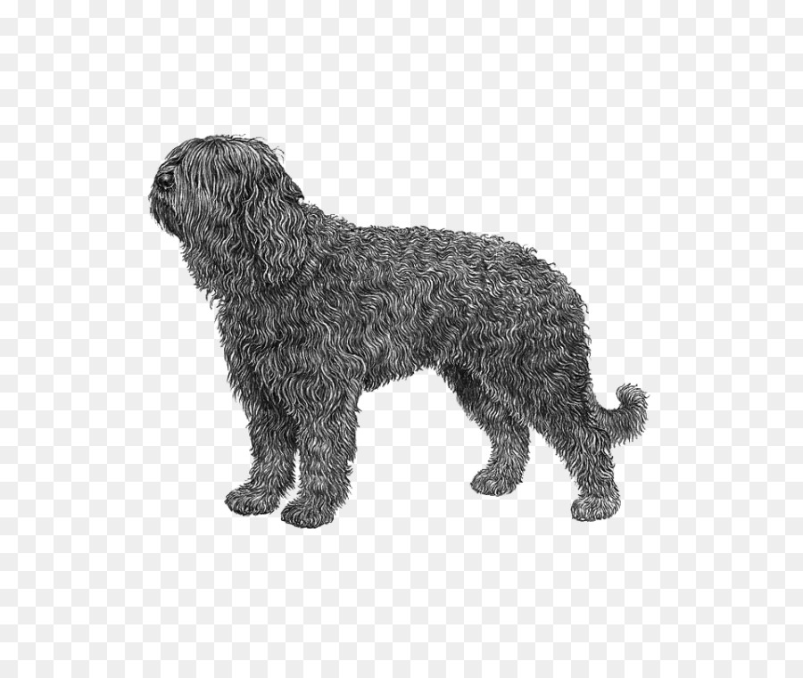 Takur，Schnoodle PNG