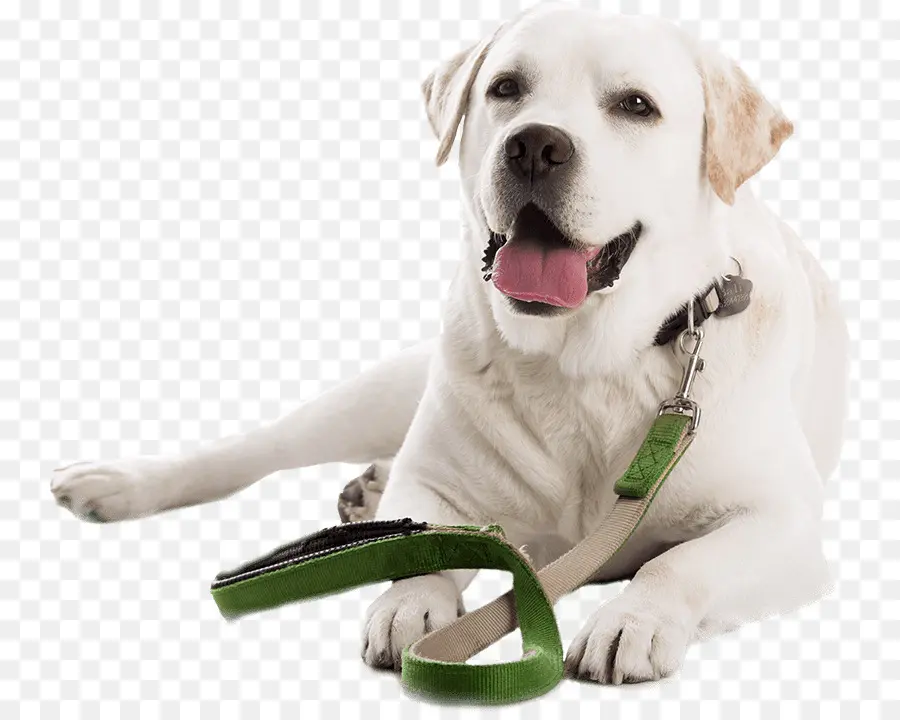 Anjing Labrador，Tali PNG