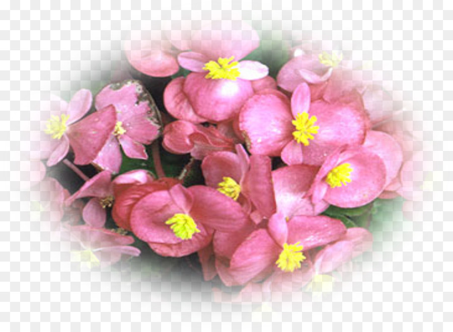 Tuberous，Elatior Begonia PNG