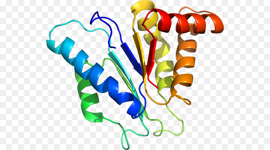 Struktur Protein，Biologi PNG