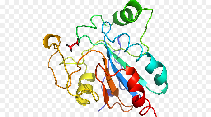 Struktur Protein，Molekul PNG