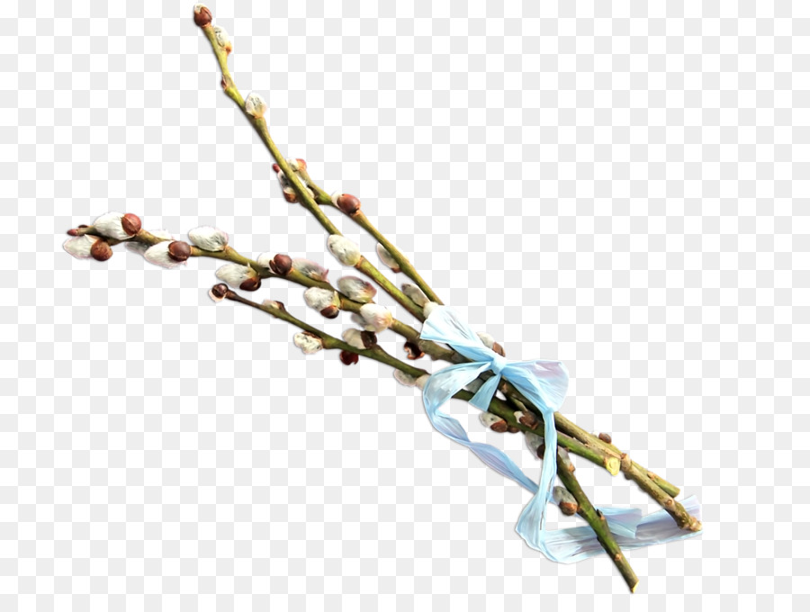 Cabang Willow Vagina，Musim Semi PNG