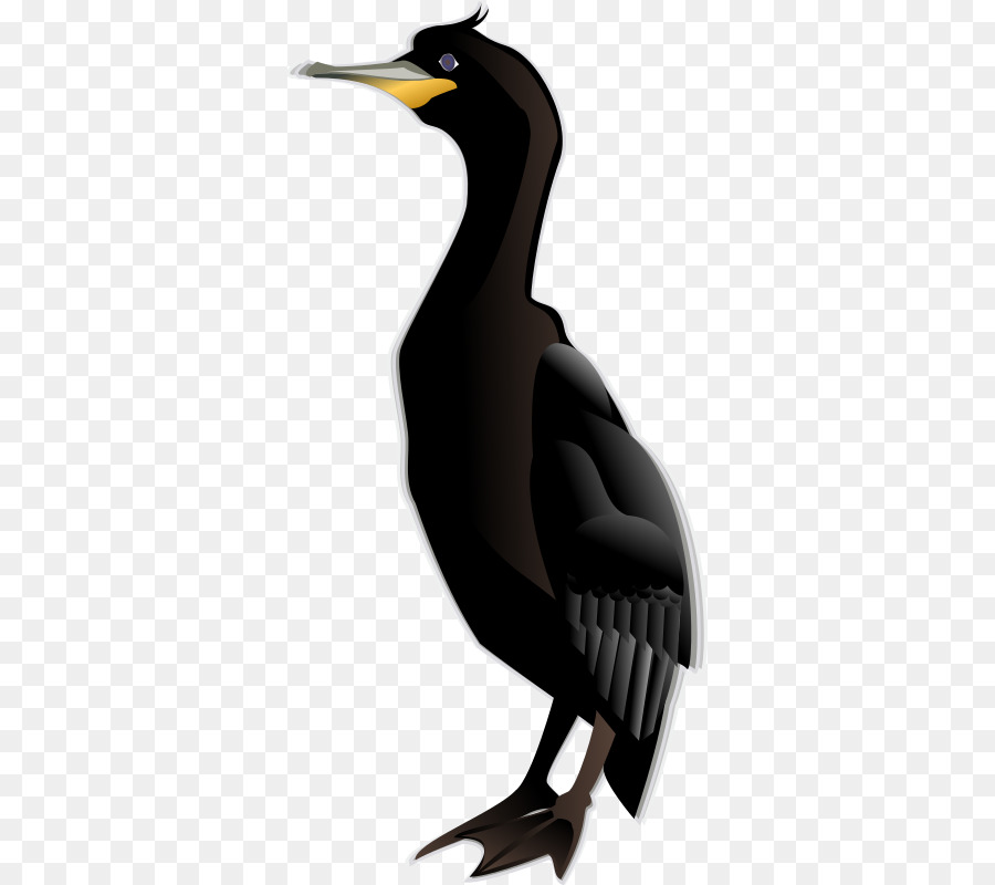 Dandang，Burung PNG