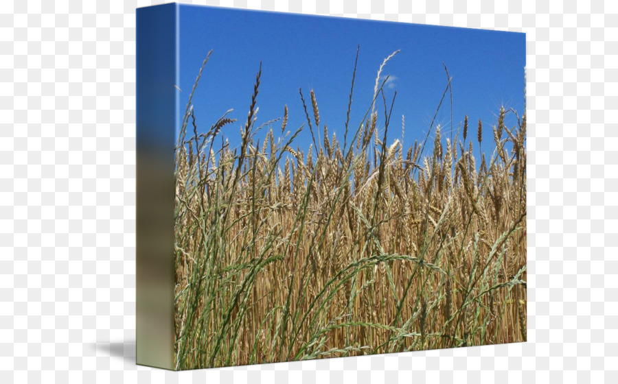 Triticale，Vetiver PNG
