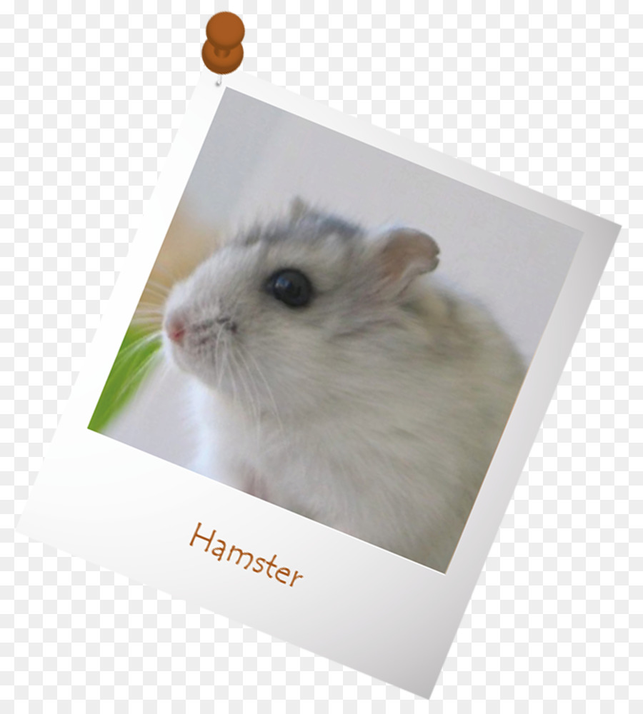 Gerbil，Hamster PNG