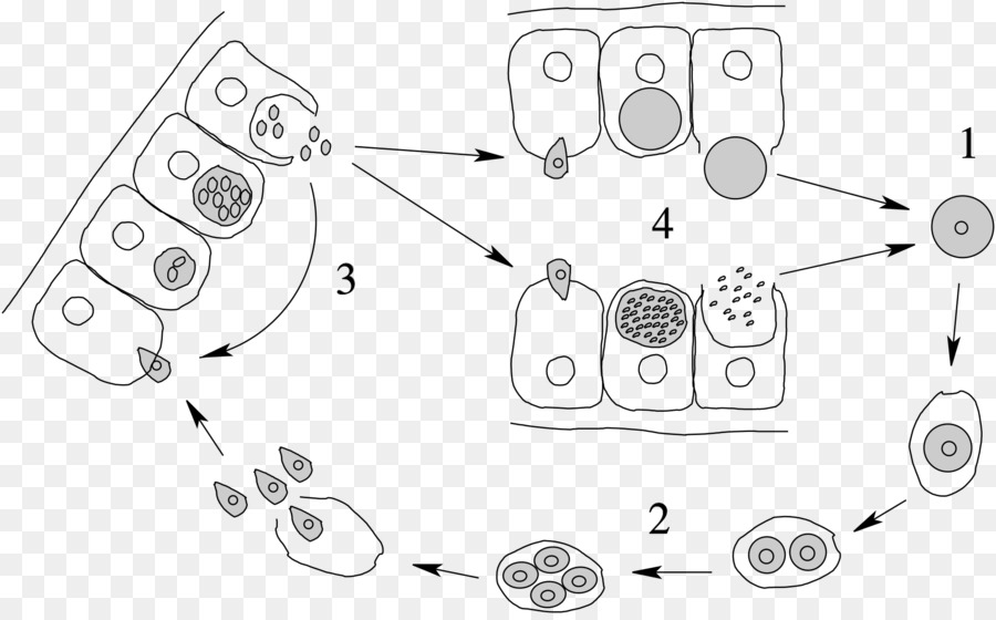 Apicomplexa，Merozoit PNG