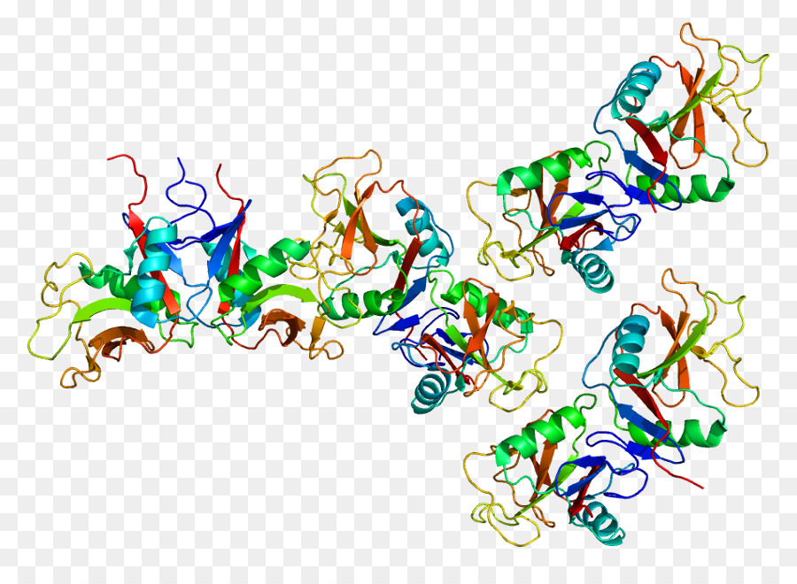 Struktur Protein，Molekul PNG