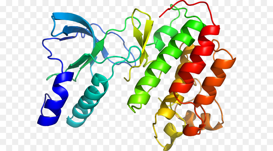 Struktur Protein，Molekul PNG