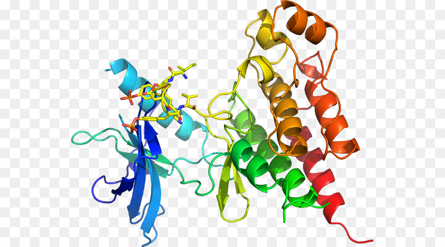 Struktur Protein，Molekul PNG