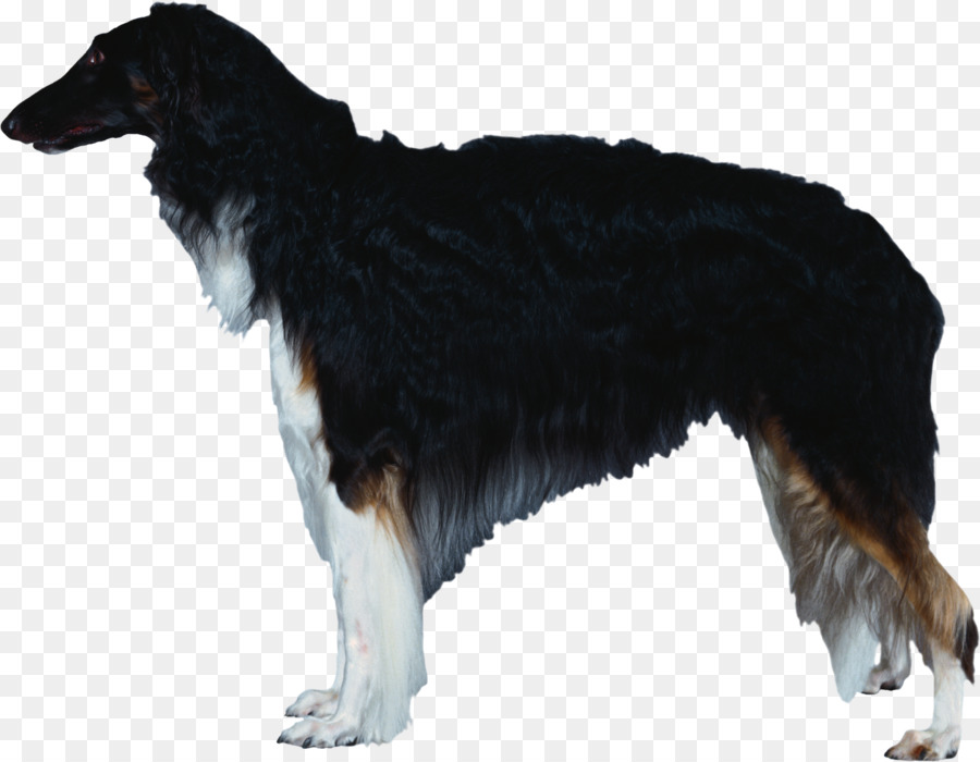 Anjing Berkembang Biak，Borzoi PNG