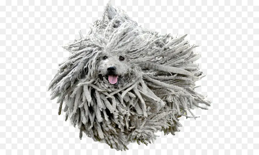 Puli，Komondor PNG