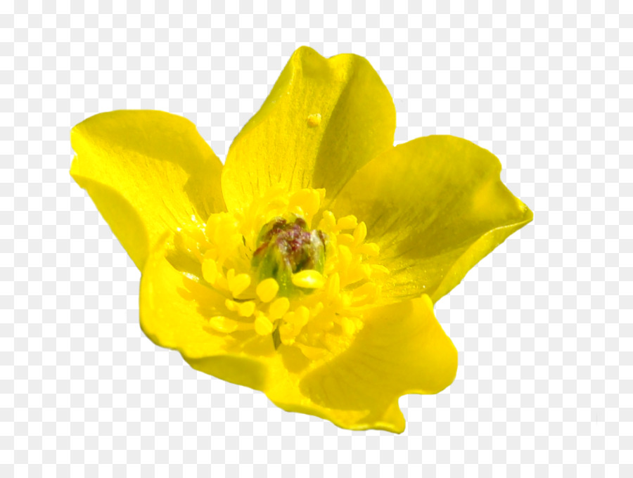 Bunga，Blume PNG