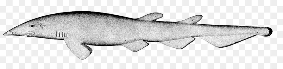 Catshark Deepwater，Hiu PNG