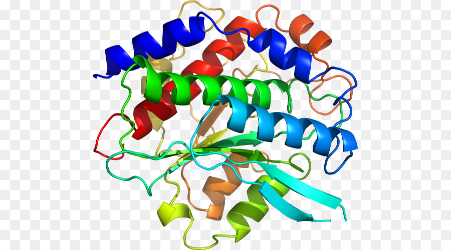 Struktur Protein，Biologi PNG