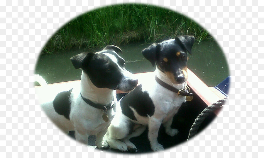 Anjing Berkembang Biak，Rat Terrier Tiga PNG