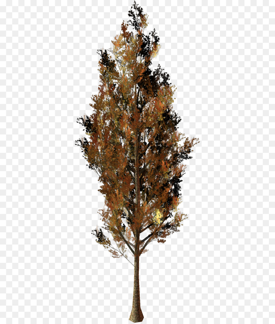 Pinus，Ranting PNG