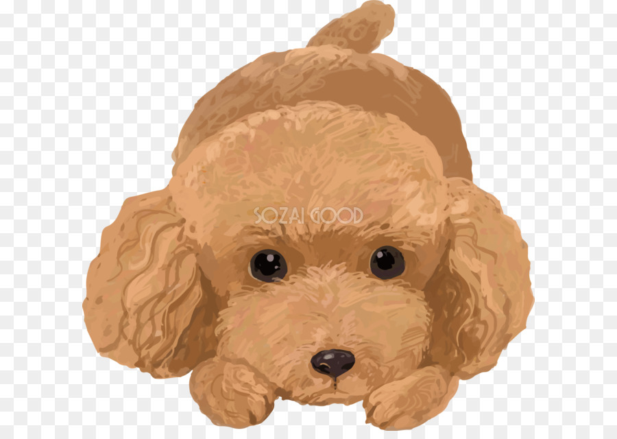 Clutch Coloring Goldendoodle Poodle 