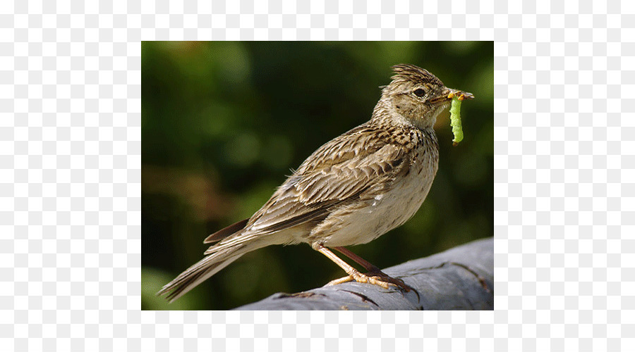 Burung，Pisau PNG