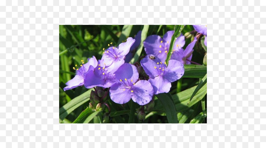 Iris，Virginia Spiderwort PNG