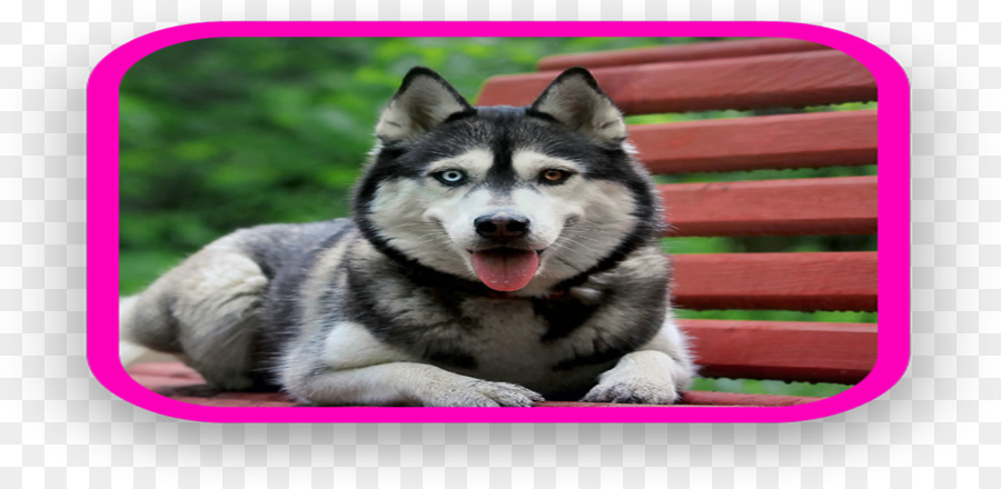 Miniatur Siberian Husky，Alaska Malamute PNG