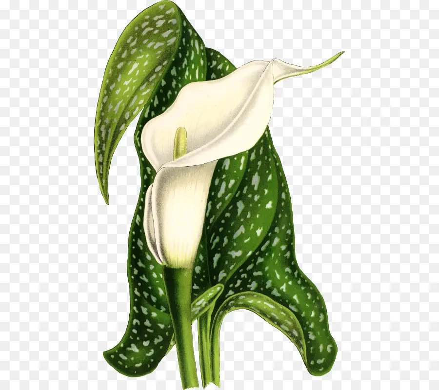 Calla Lily Putih，Daun Hijau PNG